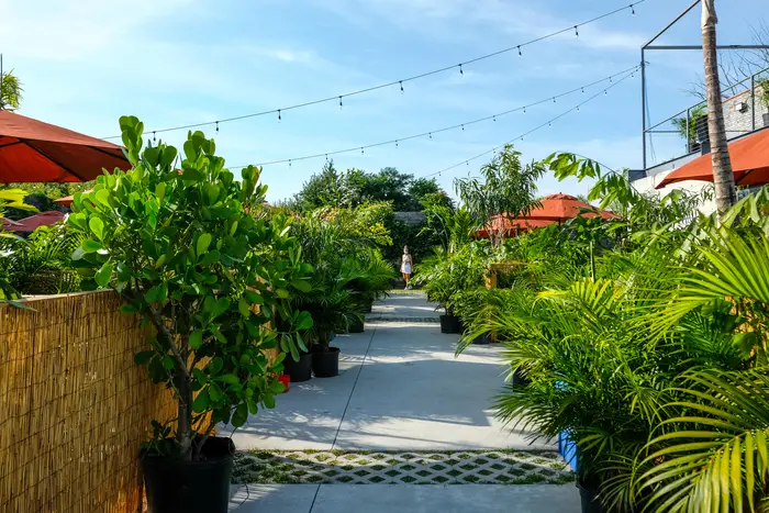 Many plants lining a walkway at Outerspace